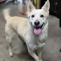 Thumbnail photo of Vixen #1