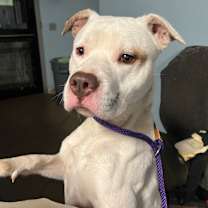 Thumbnail photo of Rumble #3