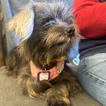 Thumbnail photo of Pop Art Pauline 13610 #3