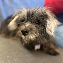 Thumbnail photo of Pop Art Pauline 13610 #4