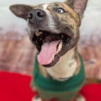 Thumbnail photo of Capone #4