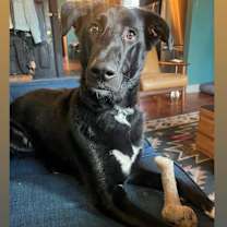 Thumbnail photo of Photograph (Teddy Bear) #3