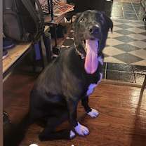 Thumbnail photo of Photograph (Teddy Bear) #4