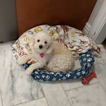 Thumbnail photo of Goldie #1