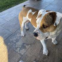 Thumbnail photo of Duke #1