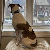 Thumbnail photo of Jethro #4