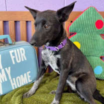 Thumbnail photo of **SISSY** #3