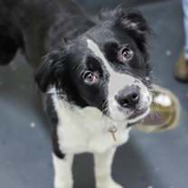 Thumbnail photo of Baxter #1