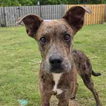 Thumbnail photo of Asta #4