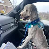 Thumbnail photo of Mowgli #2