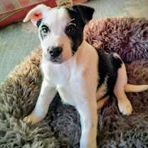 Thumbnail photo of Wednesday Foha Local #1