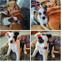 Thumbnail photo of Wednesday Foha Local #2