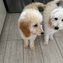 Thumbnail photo of Pepper #4