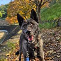 Thumbnail photo of Horang #1