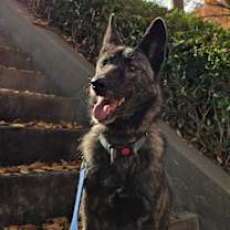 Thumbnail photo of Horang #4