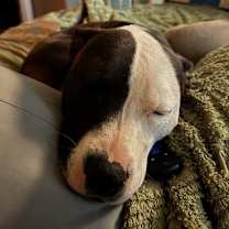 Thumbnail photo of Diesel #2