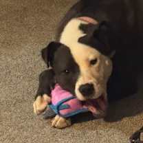 Thumbnail photo of Diesel #4