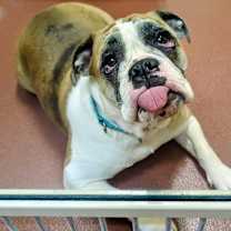 Thumbnail photo of Bailey #1