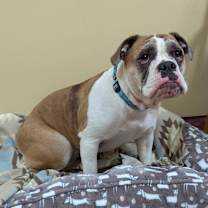 Thumbnail photo of Bailey #2