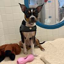 Thumbnail photo of Gracie #2