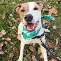 Thumbnail photo of Brock P4P #2