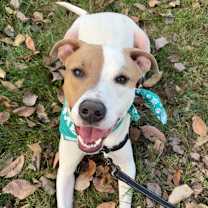 Thumbnail photo of Brock P4P #3