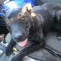 Thumbnail photo of Knight #1