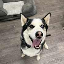 Thumbnail photo of Koda #1