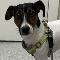 Thumbnail photo of Beau #1