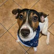 Thumbnail photo of Beau #3