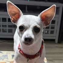 Thumbnail photo of CHEYENNE #1