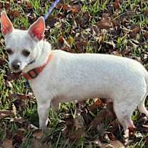 Thumbnail photo of CHEYENNE #2