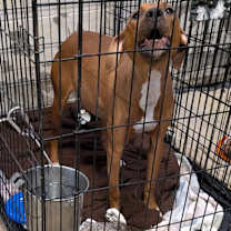 Thumbnail photo of Shake-n-Bake #2