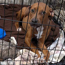 Thumbnail photo of Shake-n-Bake #3