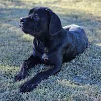 Thumbnail photo of Stella #1