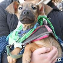 Thumbnail photo of Millie #2