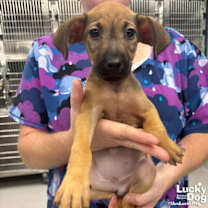 Thumbnail photo of Millie #3