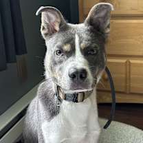 Thumbnail photo of Monkey D. Luffy #1