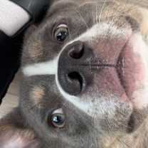 Thumbnail photo of Monkey D. Luffy #2