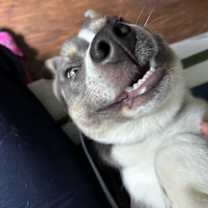 Thumbnail photo of Monkey D. Luffy #3