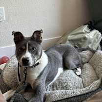 Thumbnail photo of Monkey D. Luffy #4