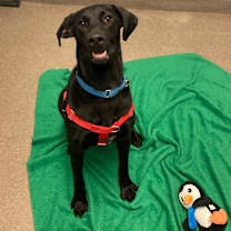 Thumbnail photo of Jayla #1