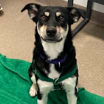 Thumbnail photo of Stormy #1