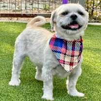 Thumbnail photo of Percy #1