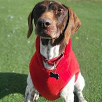 Thumbnail photo of Butterscotch #1