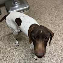 Thumbnail photo of Butterscotch #3