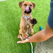 Thumbnail photo of Duke - 2 #2