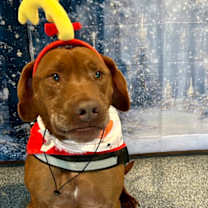 Thumbnail photo of Freddy #3