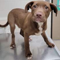 Thumbnail photo of Memphis #2