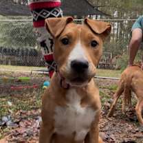 Thumbnail photo of Sadie & Winnie ‼️ BONDED ‼️ #2